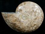 Beautiful Choffaticeras Ammonite - Half #5216-1